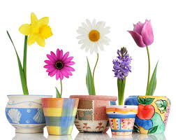 Flowers in Pots